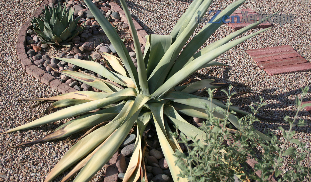 agave had yellow, brown leaves
