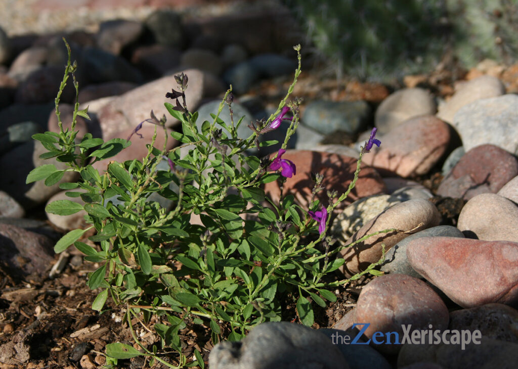 autumn sage with a organ pipe cactus in back
