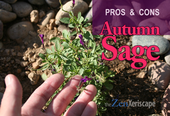 autumn sage pros and cons