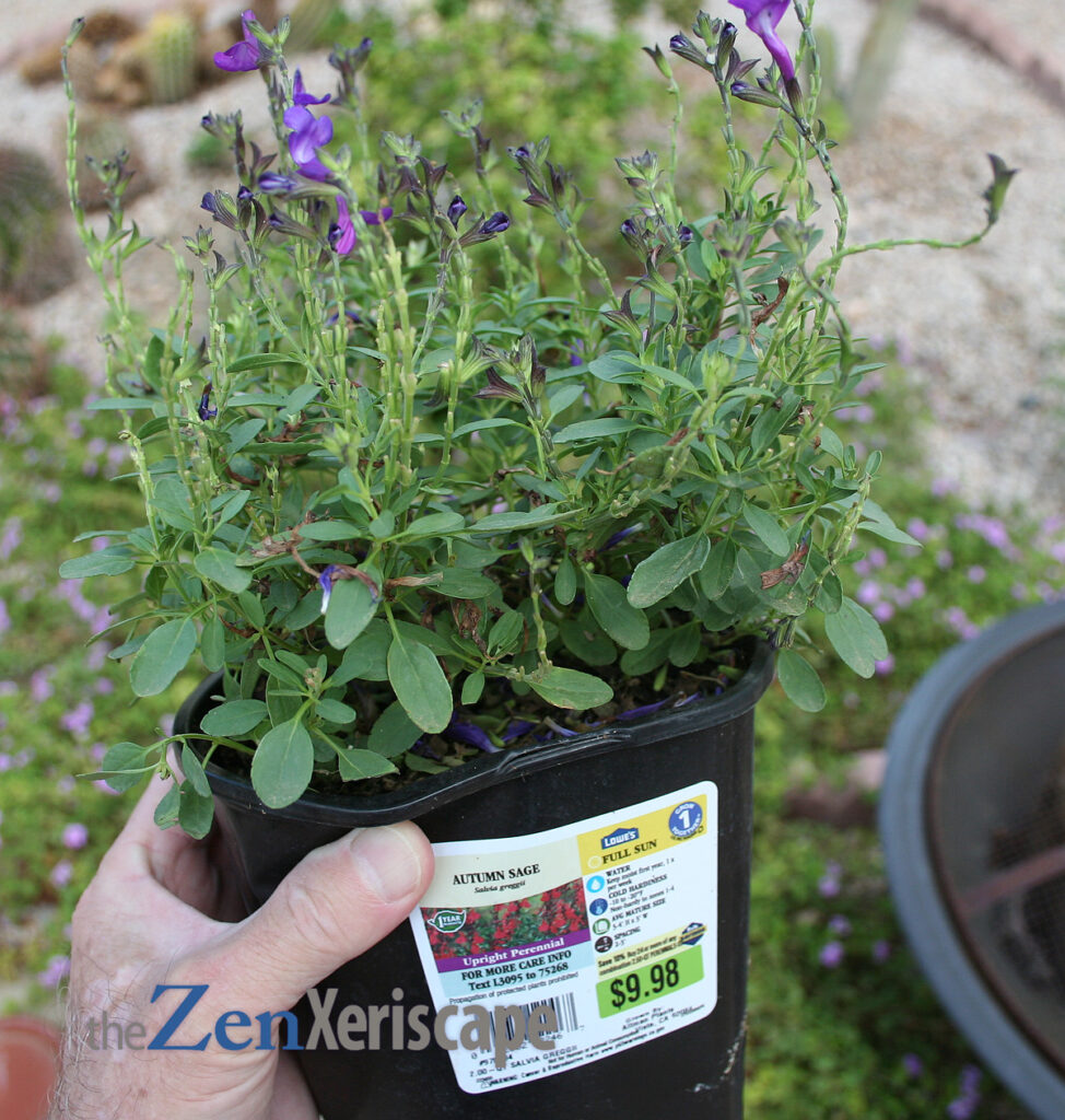 autumn sage with 3 small plants