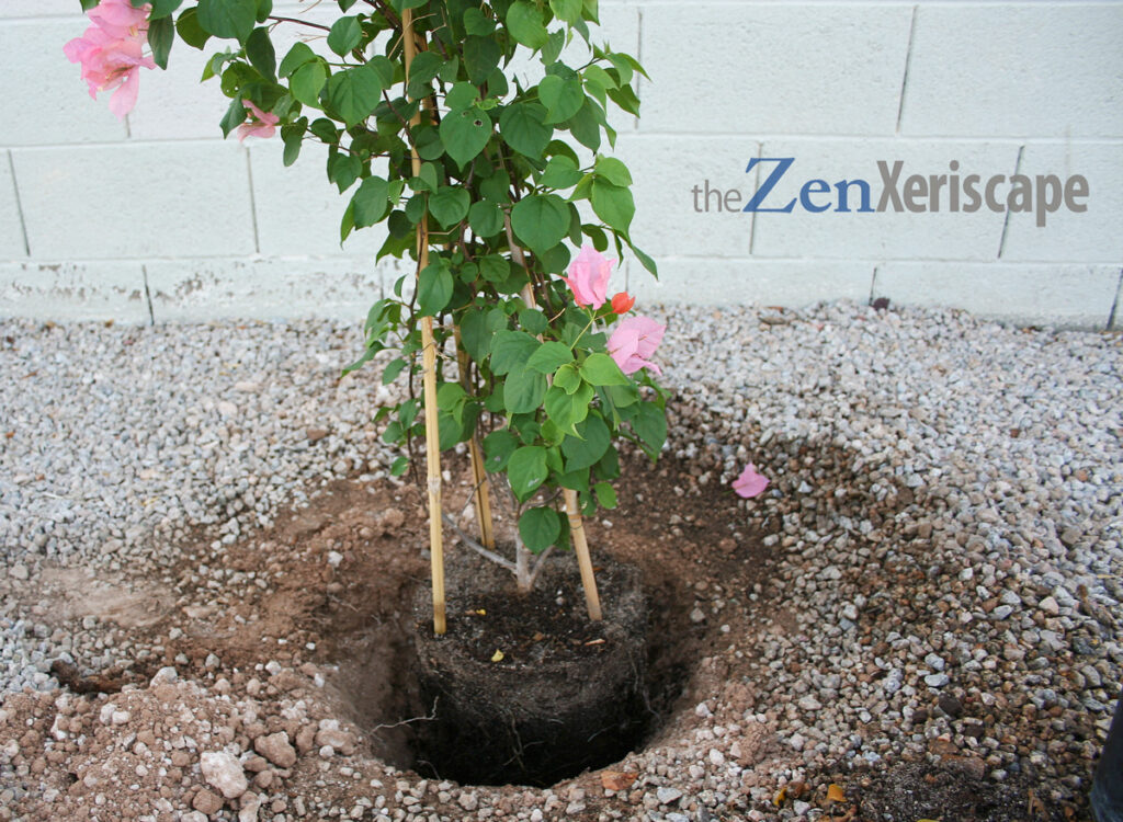 dig a hole larger than the root ball