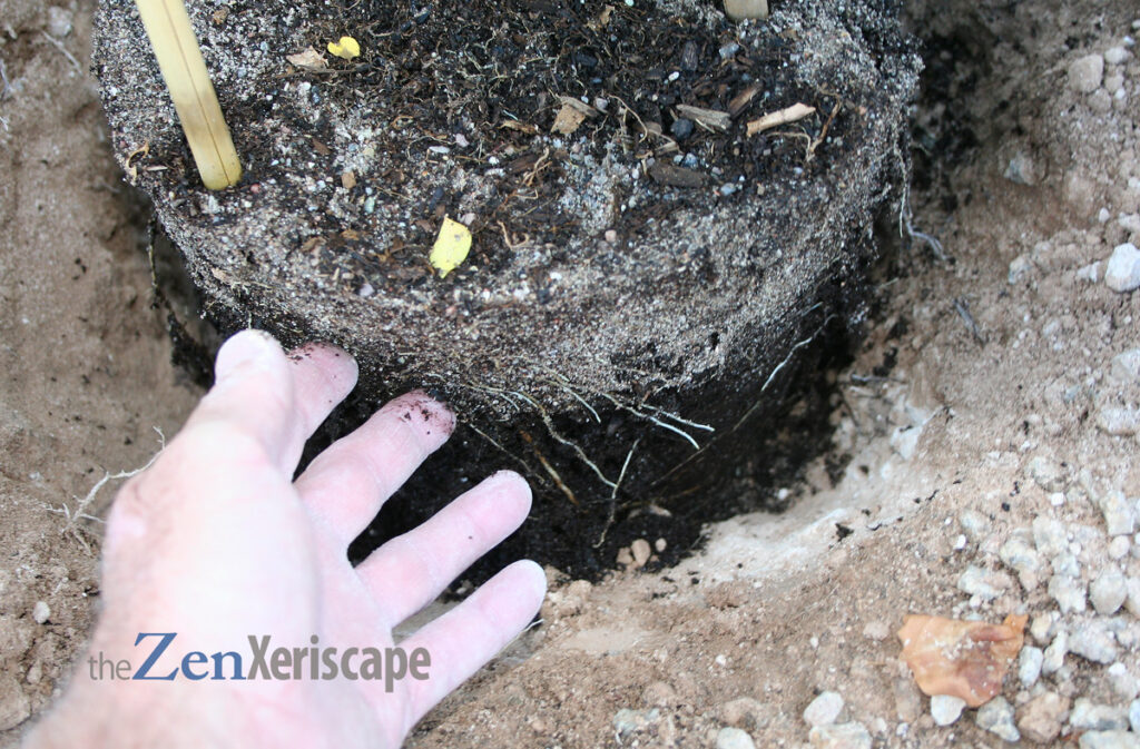 amend soil so it drains well