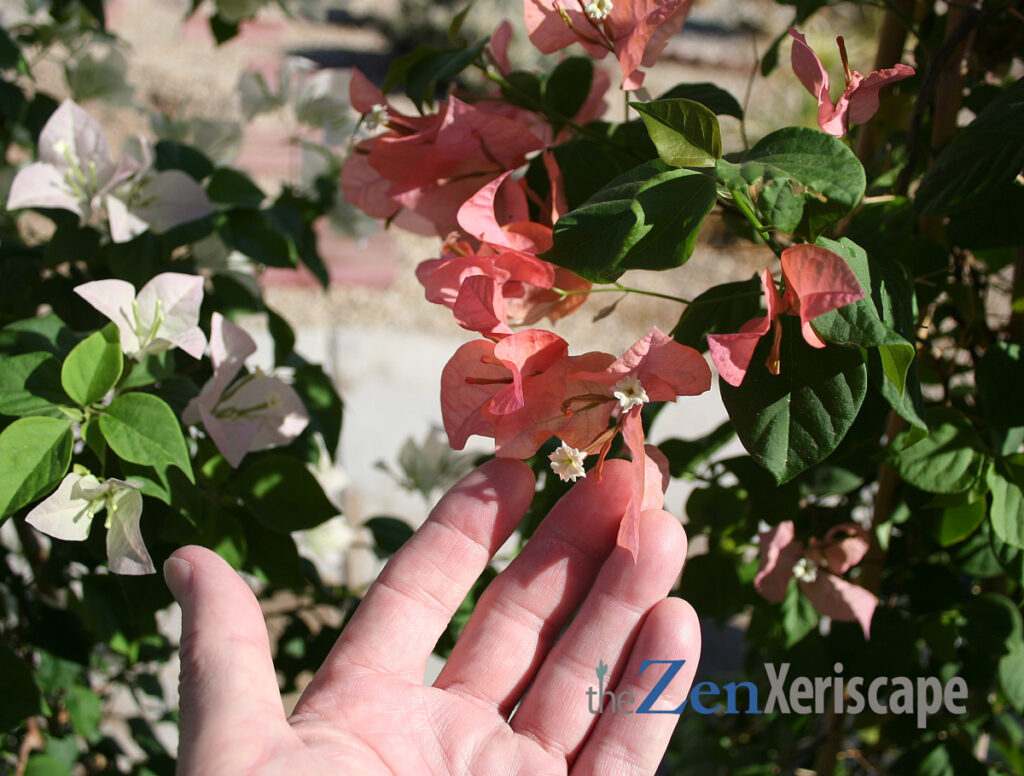 bougainvillea white flowers and orange bracts