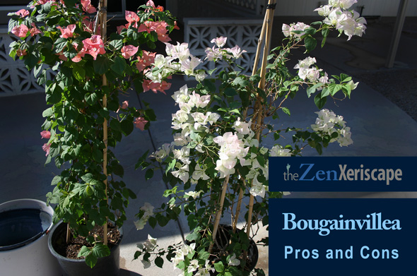 bougainvillea pros and cons