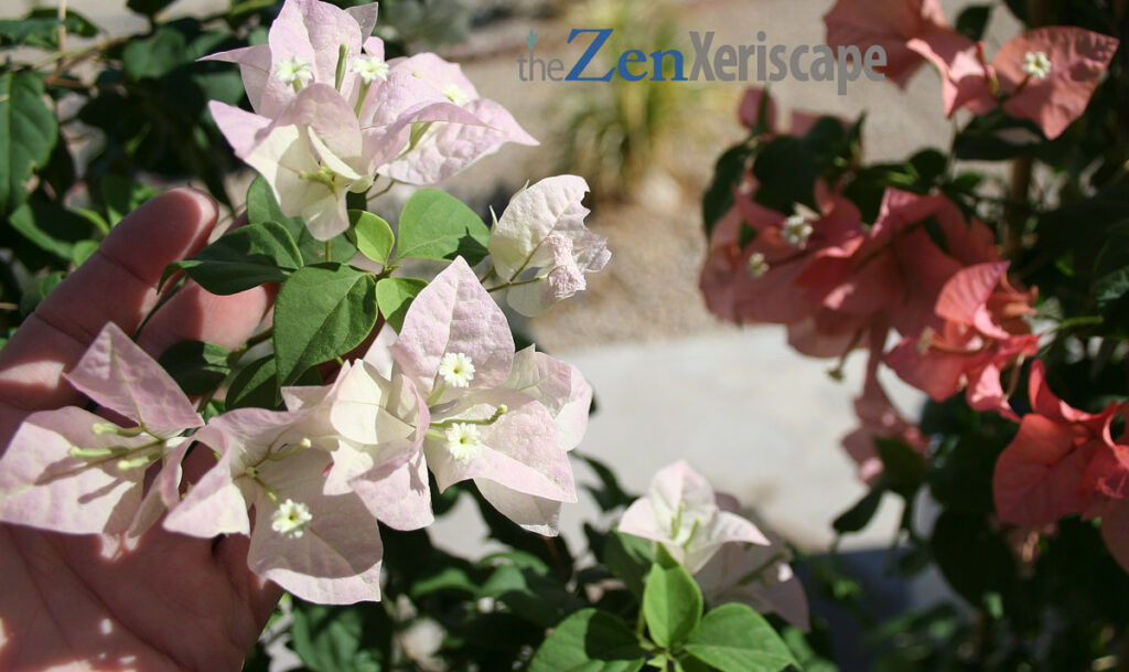 Imperial Thai Delight bougainvillea