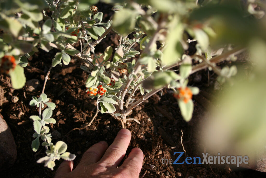 woolly butterfly bush woody stemss