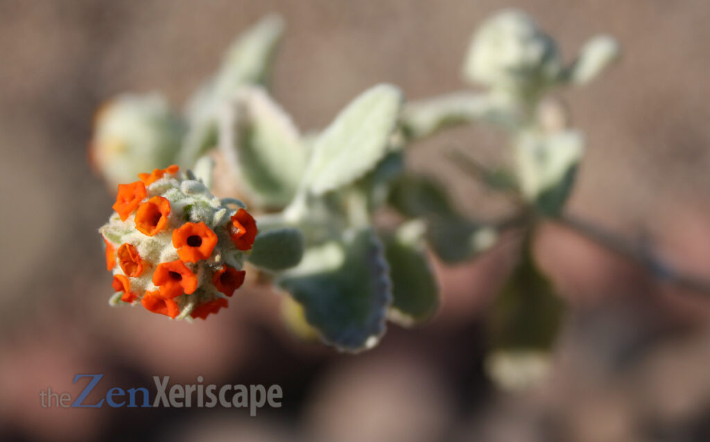 woolly butterfly bush's flowers look like UFOs