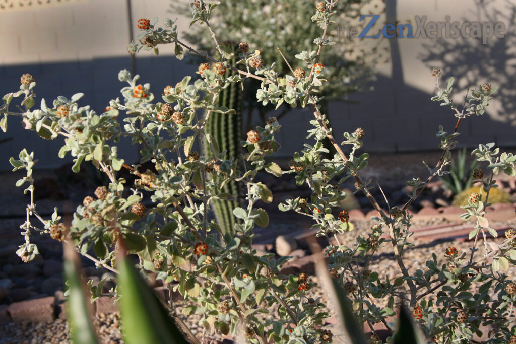 woolly butterfly bush rangy growth habit
