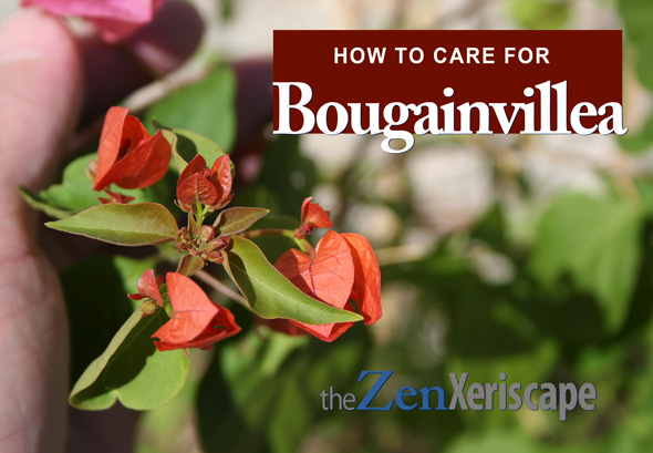 how to care for bougainvillea