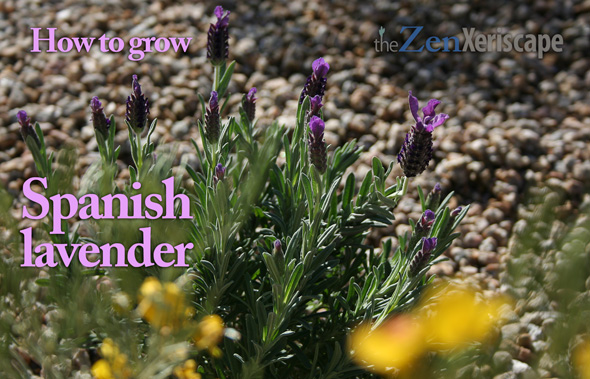 How to grow Spanish lavender