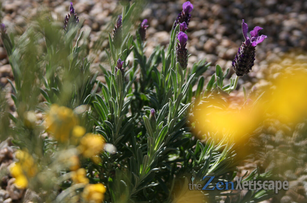Spanish lavender yellow purple combinations
