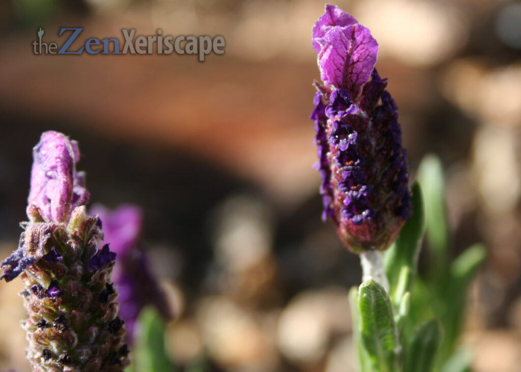 beautiful Spanish lavender flower