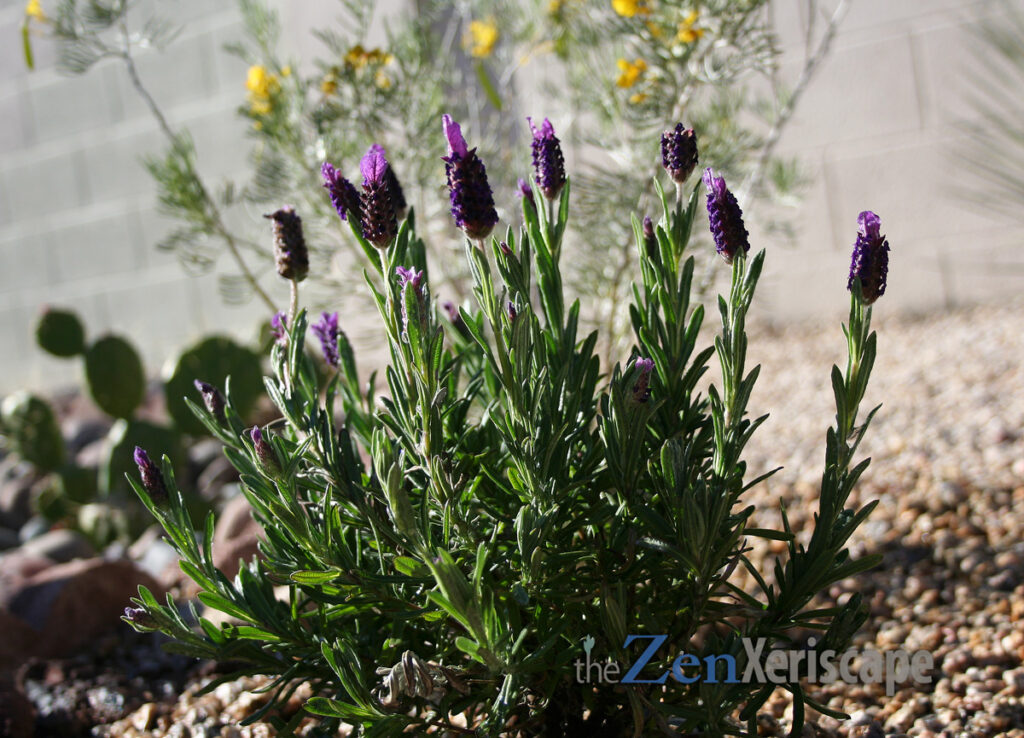 Spanish lavender is drought-tolerant
