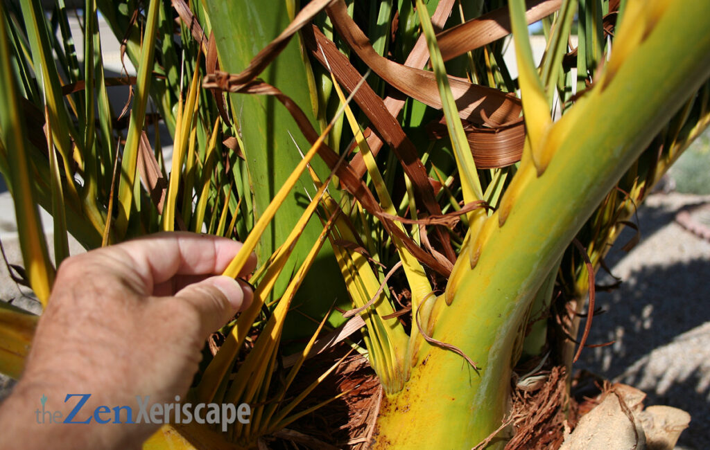 sharp spines on stems