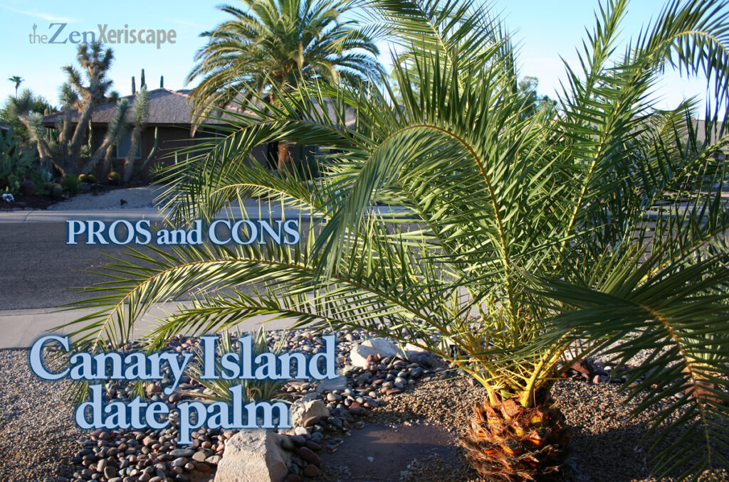 Canary Island date palm pros and cons