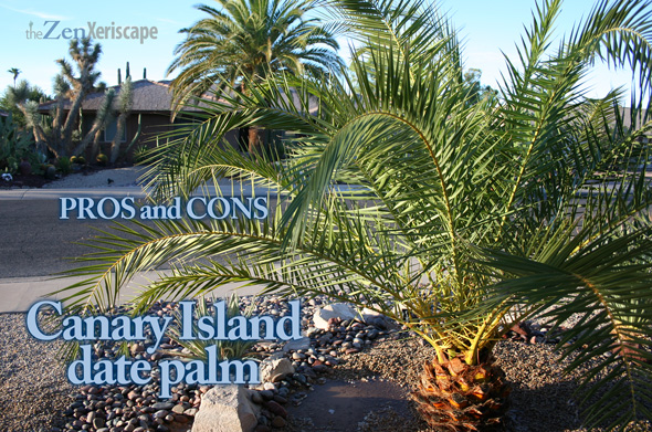 Canary Island date palm pros and cons