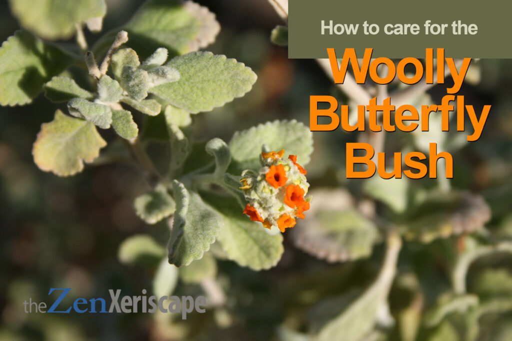 woolly butterfly bush care