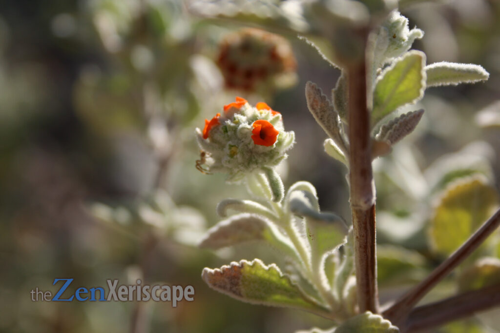 woolly butterfly bush flower clusters