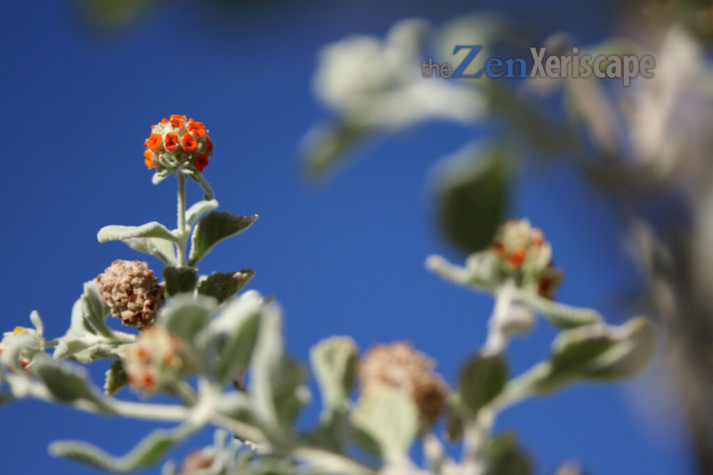 woolly butterfly bush flowers are unique