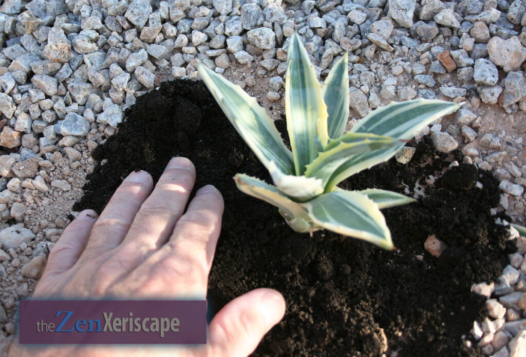 Pat down and water in earthworm castings