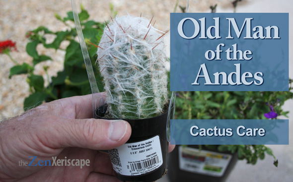 Old Man of the Andes cactus care
