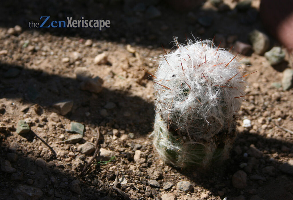 Old Man of the Andes in the early sun
