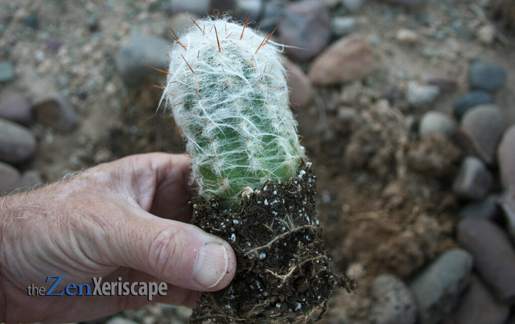 Plant Oreocereus trollii in well-draining soil