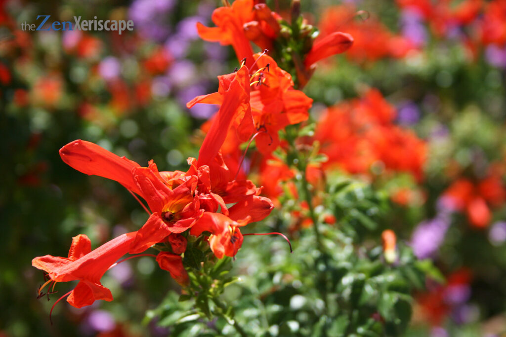 Orange jubilee flower closeup