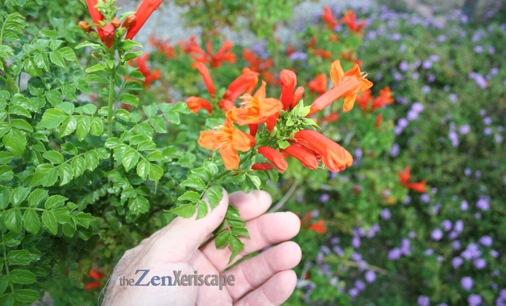 Orange Jubilee orange flowers and lush leaves