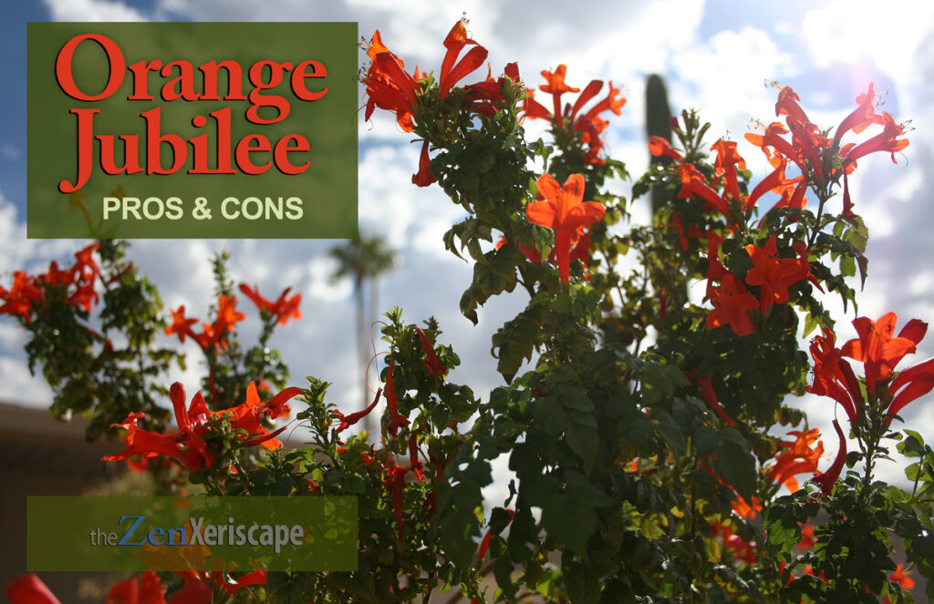 Tecoma Orange Jubilee pros and cons