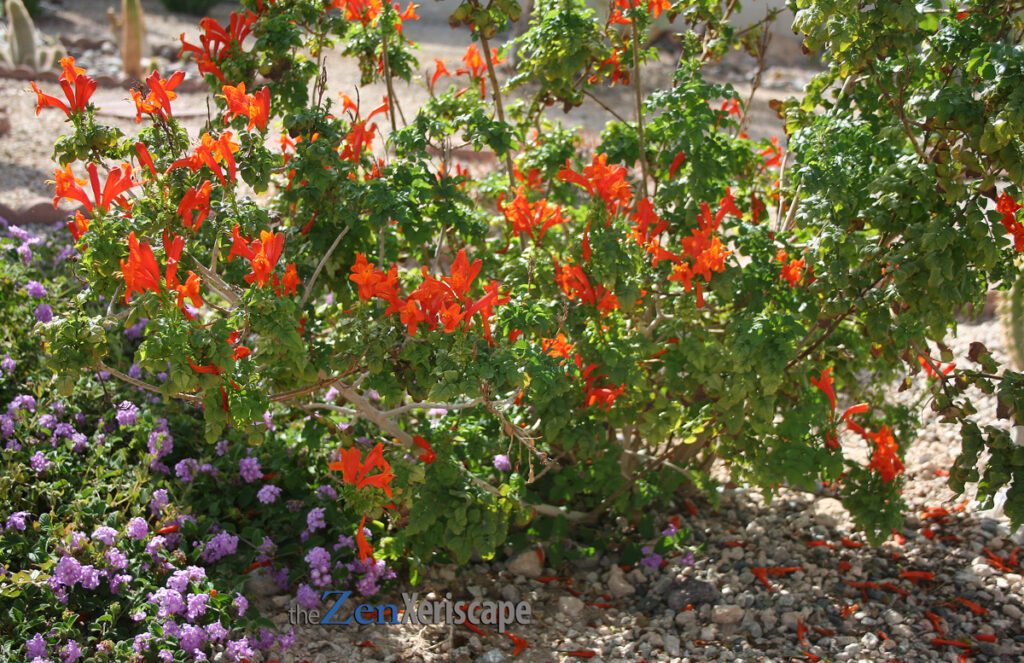 Orange Jubilee sprawling growth requires regular pruning