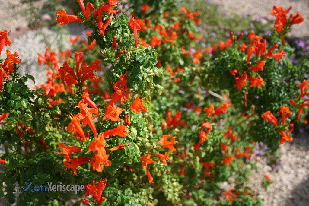 Vividly orange flowers