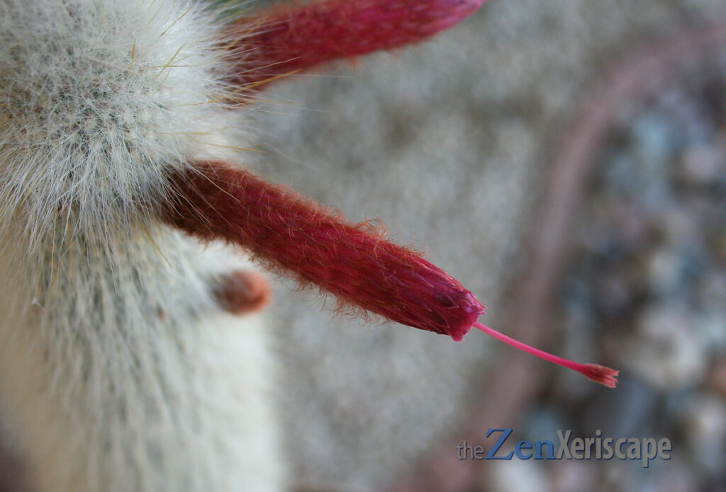Silver torch cactus flower