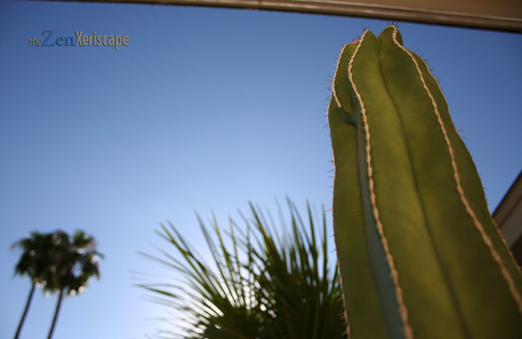 Mexican fence post cactus in container