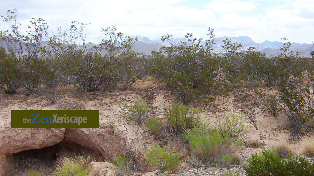 Creosote bush in Chihuahuan Desert