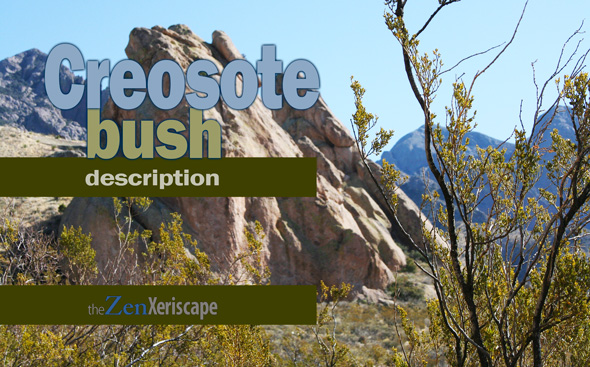 Creosote bush description