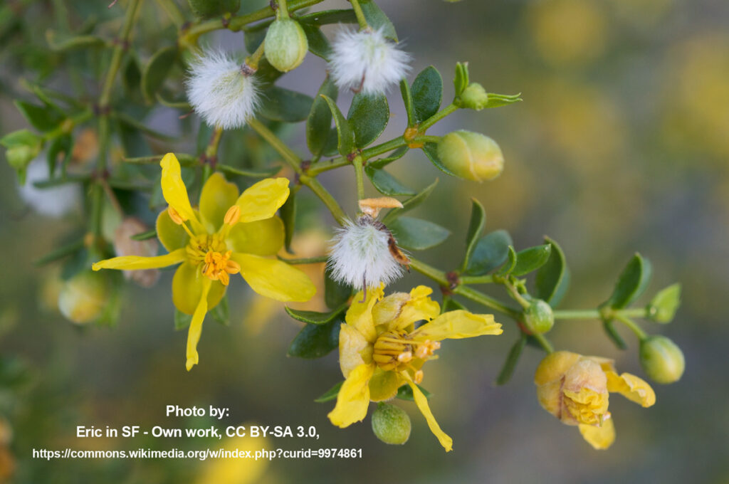 Creosote bush flowers and fruit