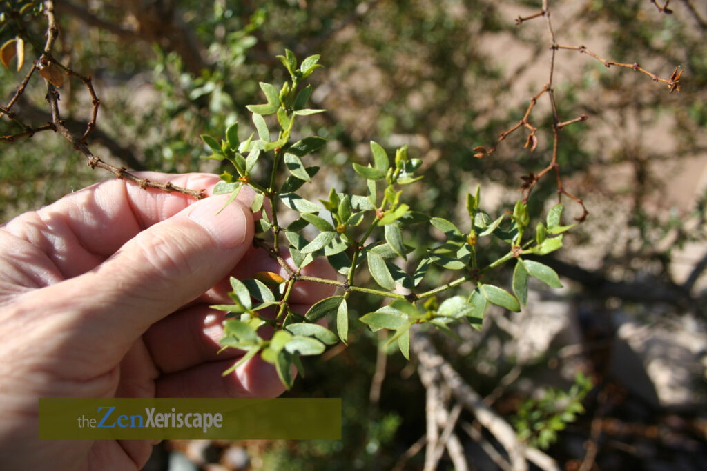 Small, evergreen leaves