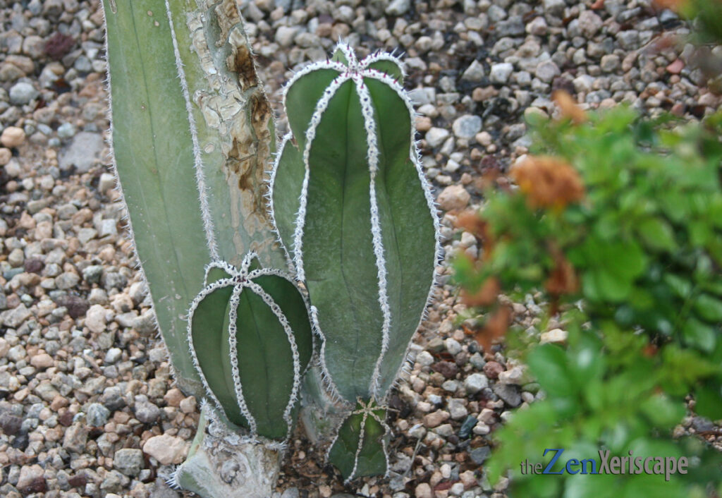 pups emerge around the base