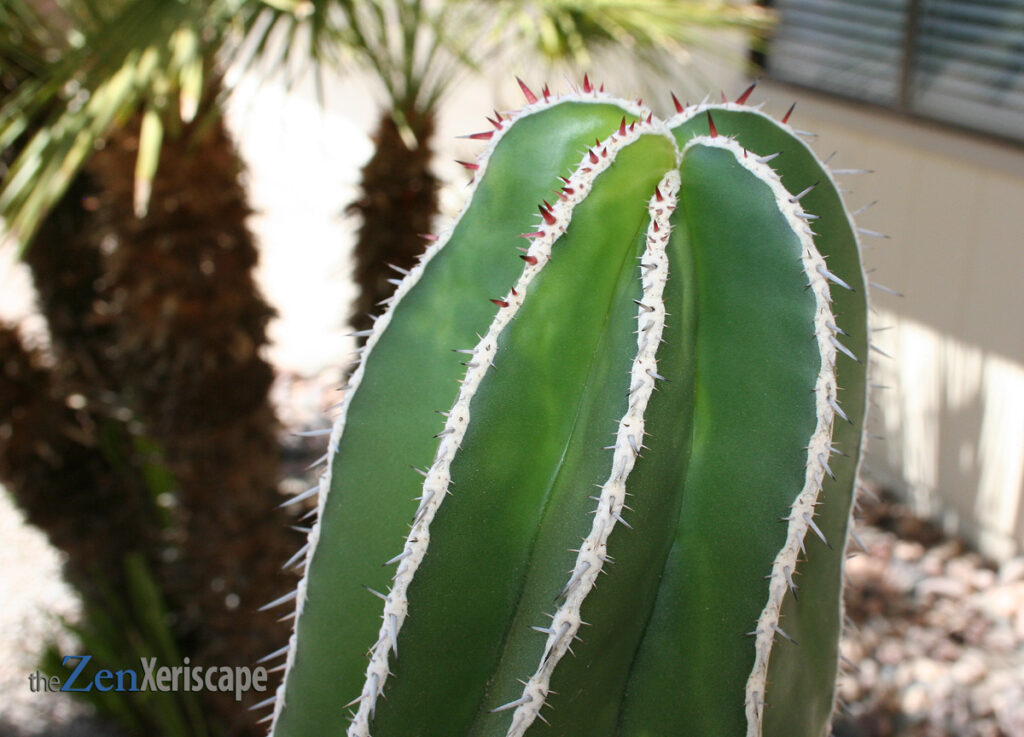 red spines in new growth