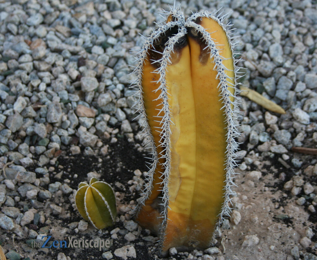 cactus with sun damage