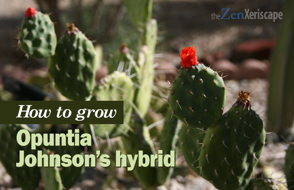 How to grow opuntia Johnson's hybrid