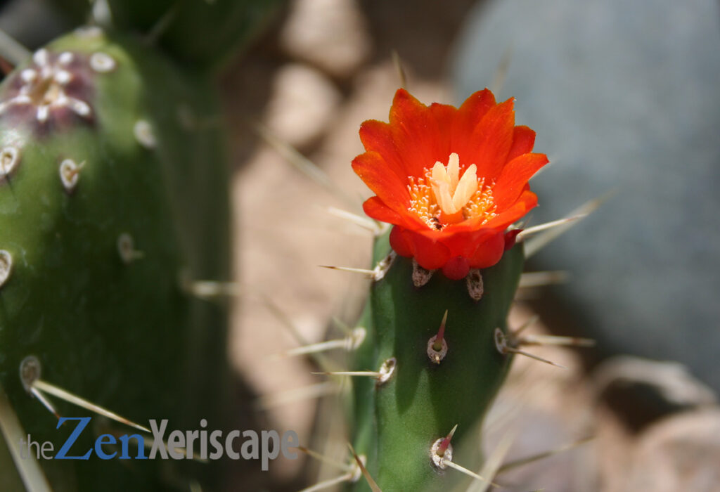 Johnson's hybrid flowers