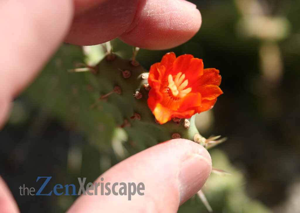 Opuntia Johnson's hybrid has petite flowers