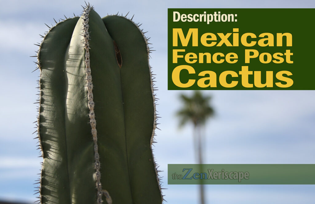 Mexican fence post cactus description