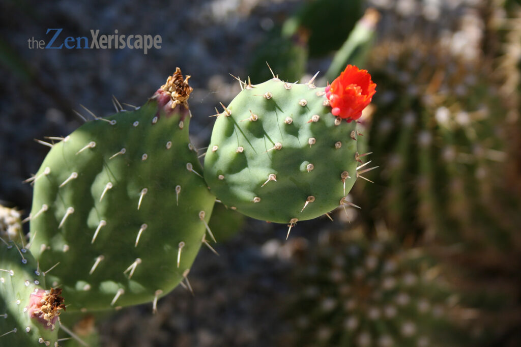 This hybrid cactus has small pads and flowers