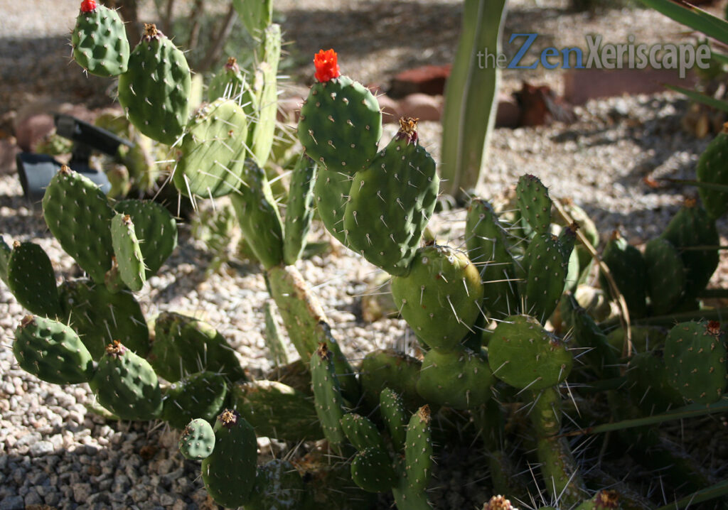Opuntia Johnson's hybrid sprawls across the ground