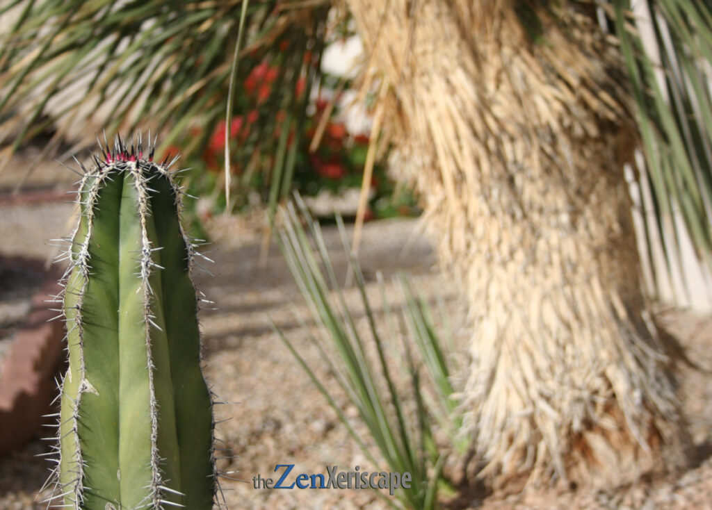 Mexican fence post cactus in landscape