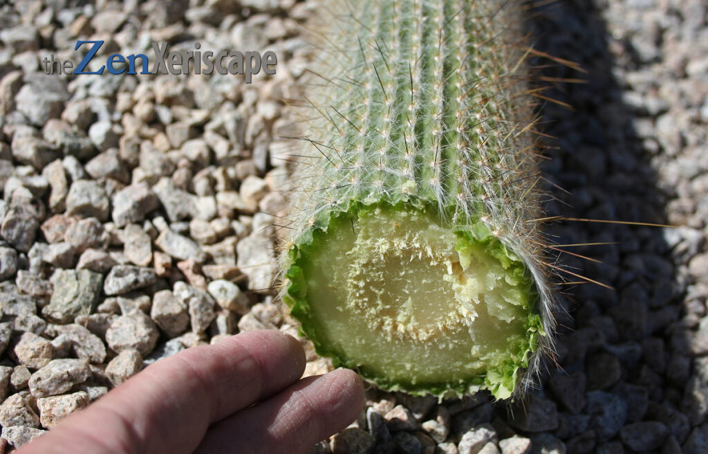 cut silver torch cactus column to replant
