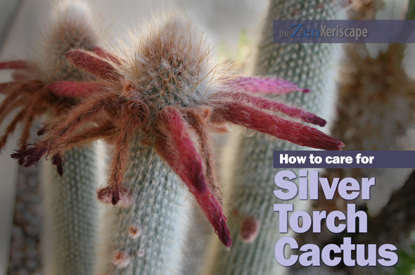 How to care for silver torch cactus